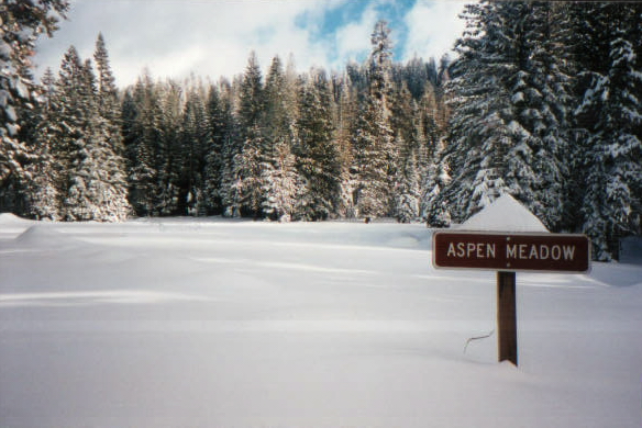 Aspen Meadow